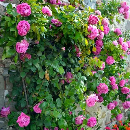 Loggia Del Centone Bed and breakfast