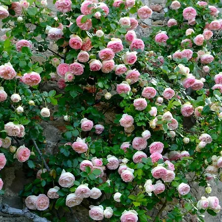 Loggia Del Centone 3* Matraia